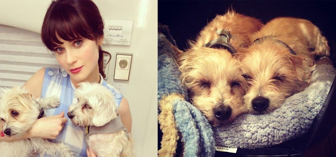 Zooey Deschanel with her dogs Dot and Zelda