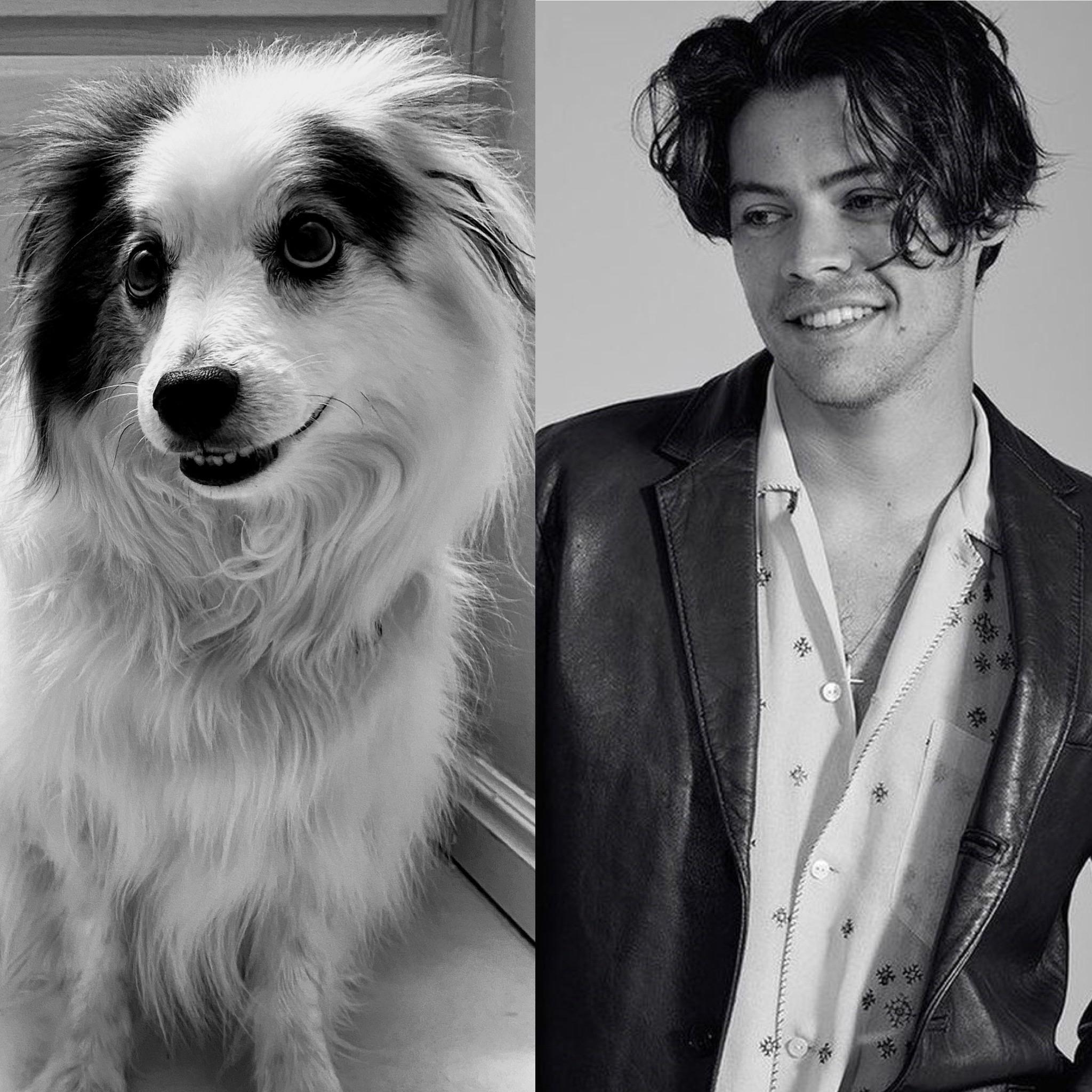 Harry Styles with his dog Bear